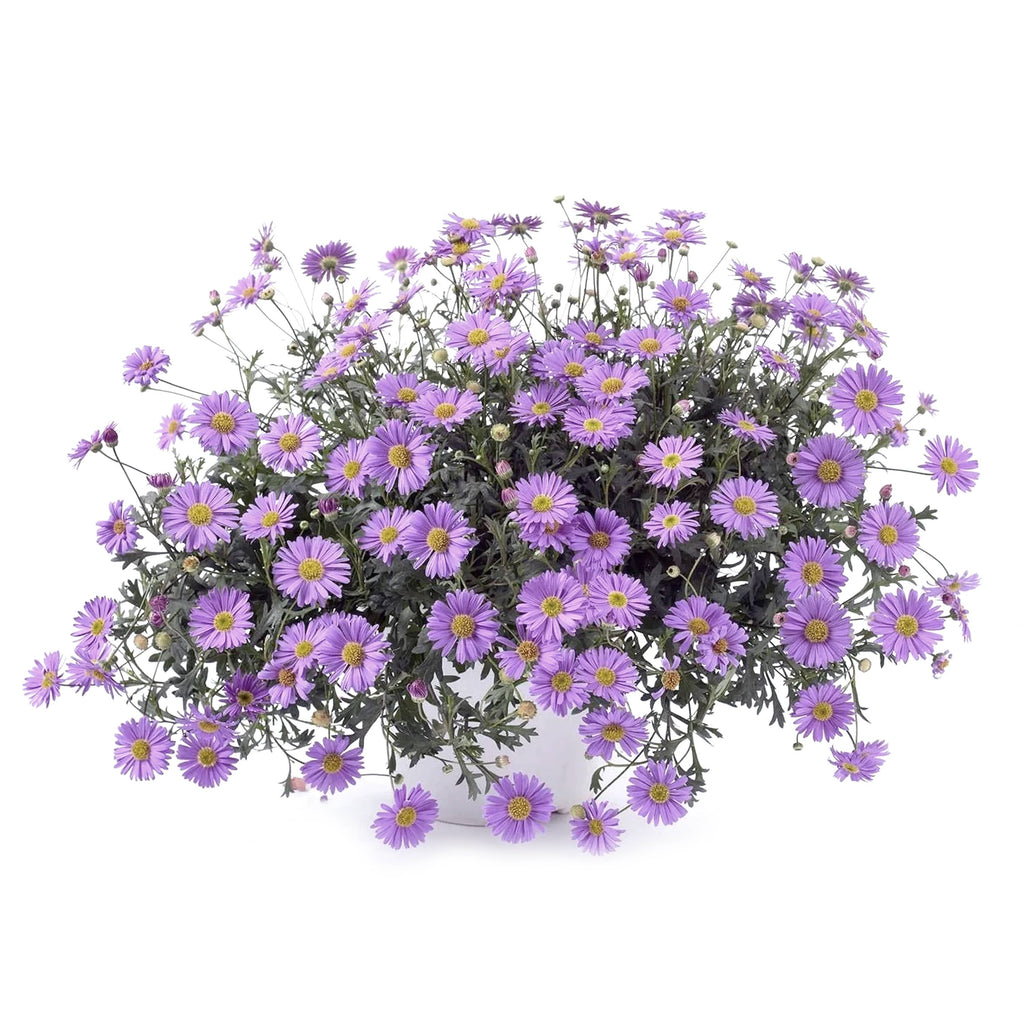 Urban Greens Australian Native Swan  Daisies Grow Kit