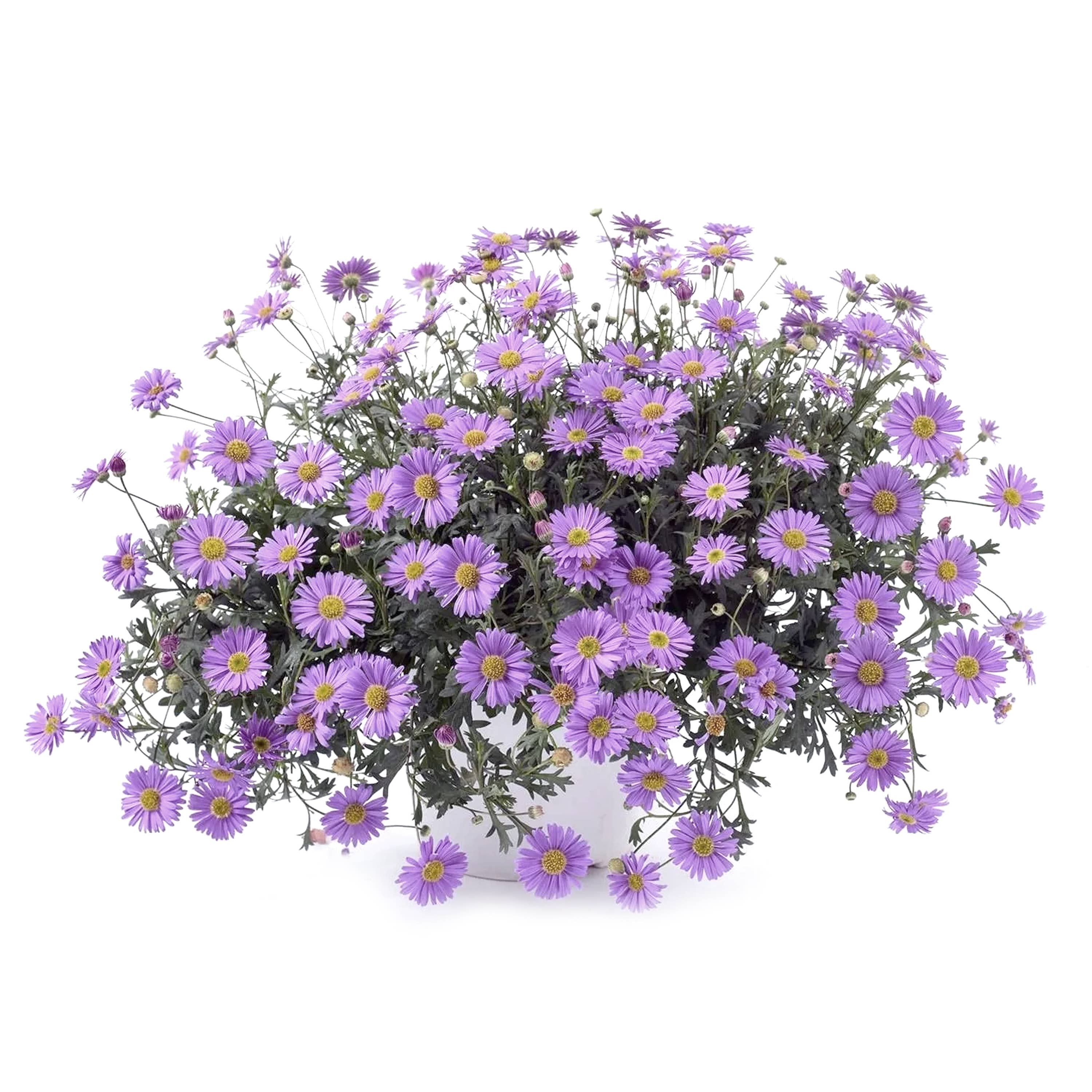 Urban Greens Australian Native Swan  Daisies Grow Kit