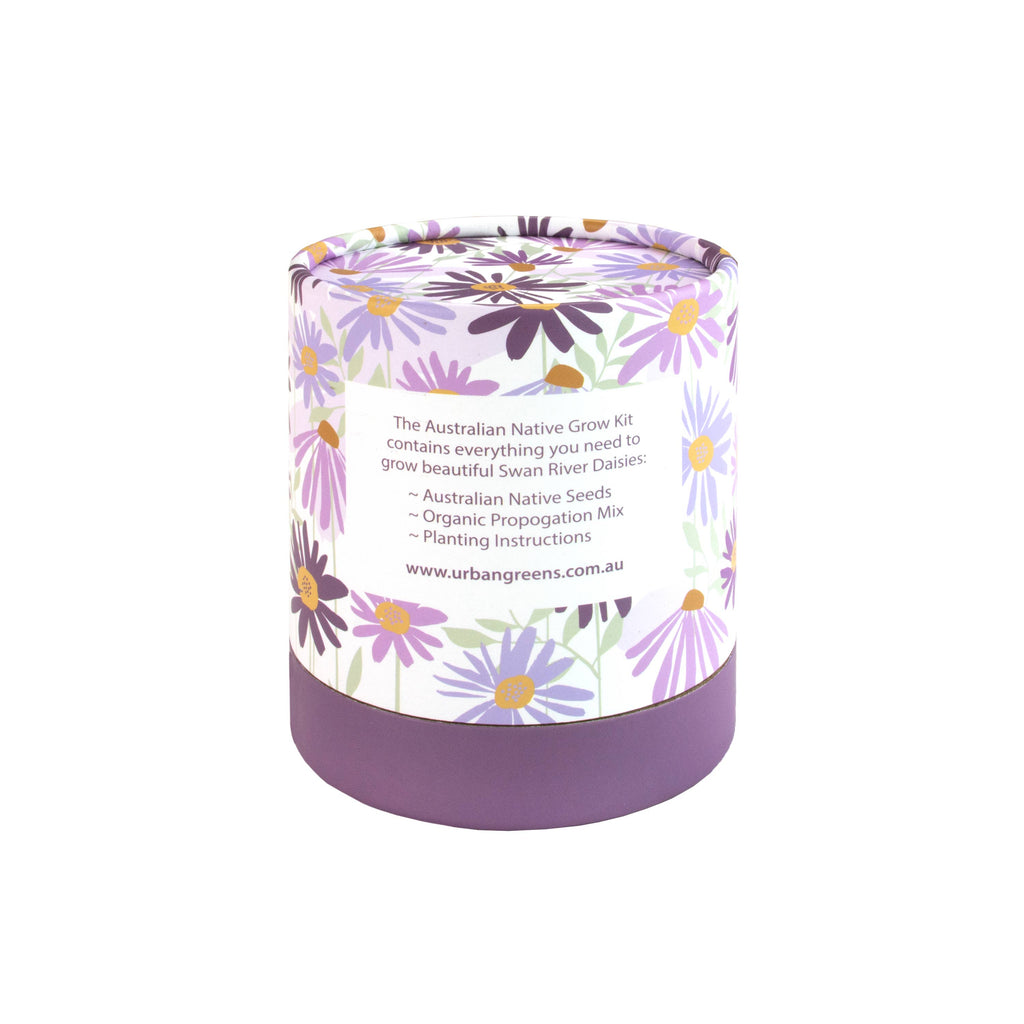 Urban Greens Australian Native Swan  Daisies Grow Kit