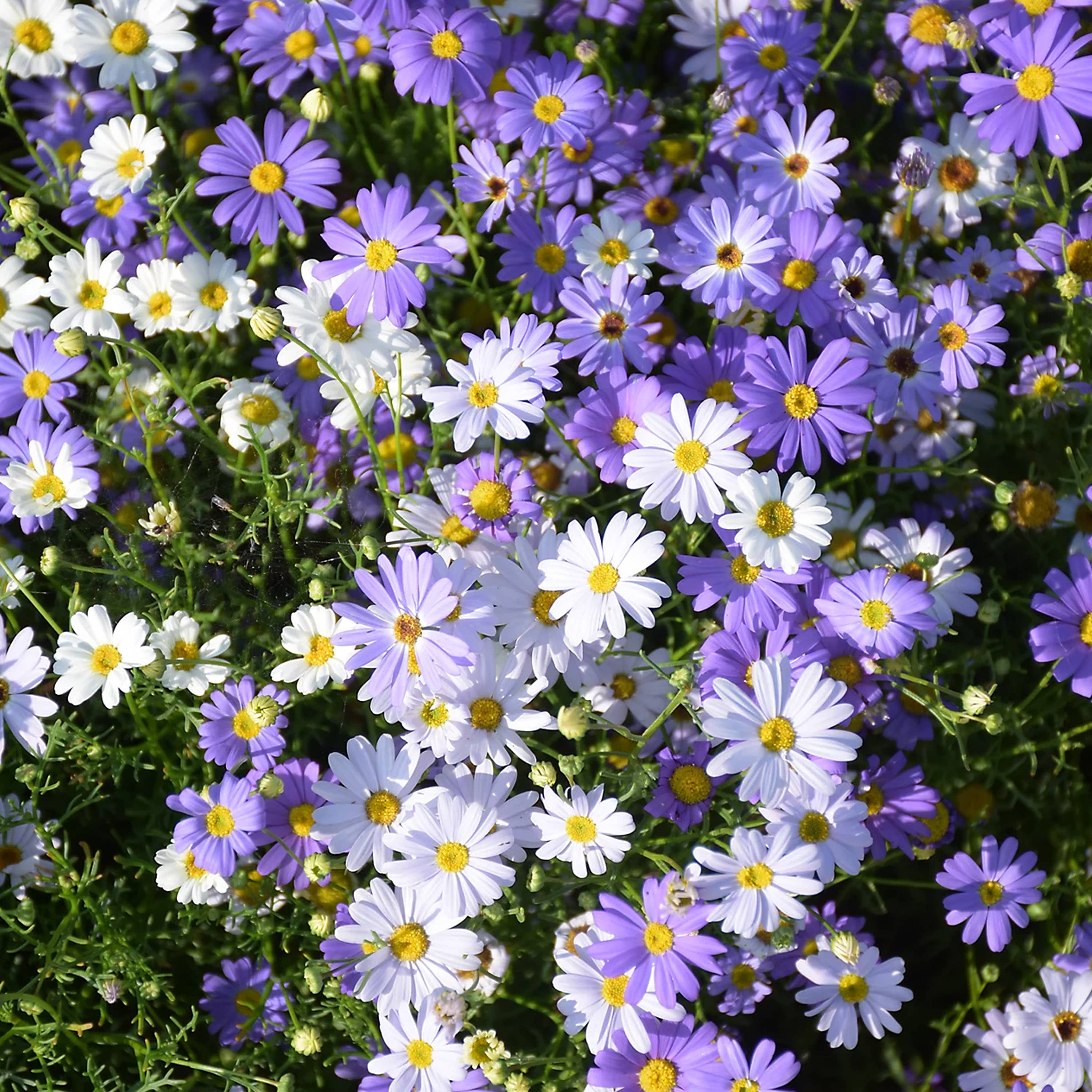 Urban Greens Australian Native Swan  Daisies Grow Kit