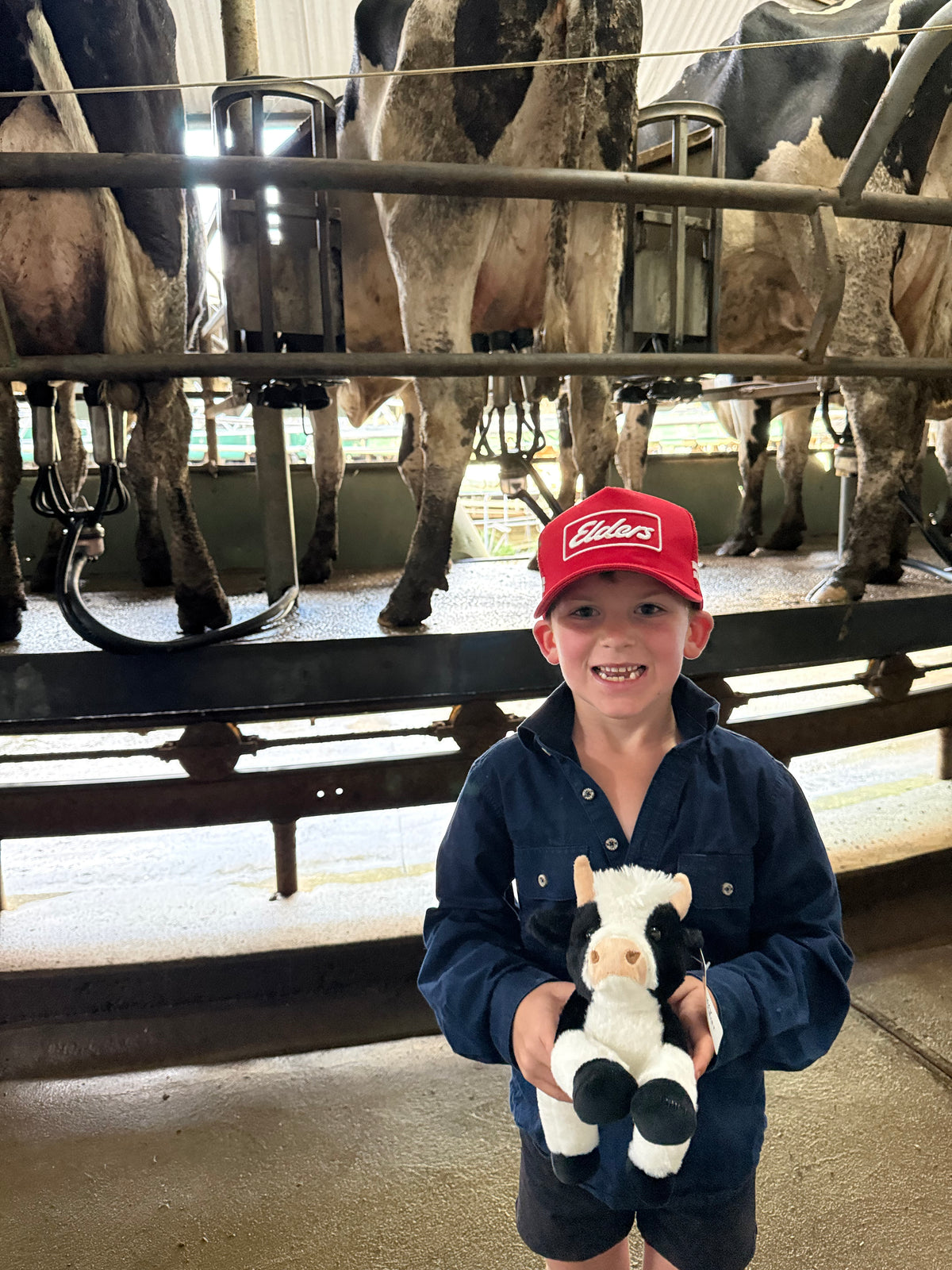 Teddy Farm, Lying Cow