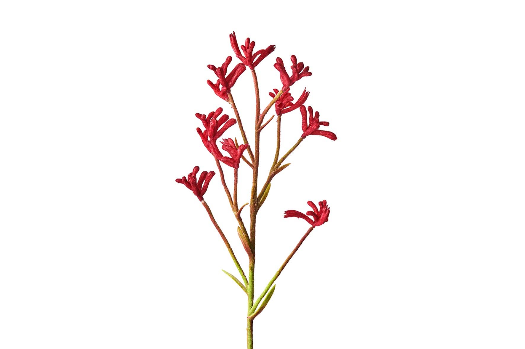 Urban Greens Australian Native Kangaroo Paws Grow Kit