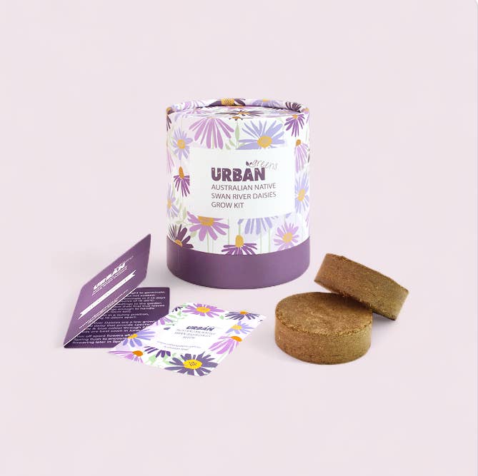 Urban Greens Australian Native Swan  Daisies Grow Kit